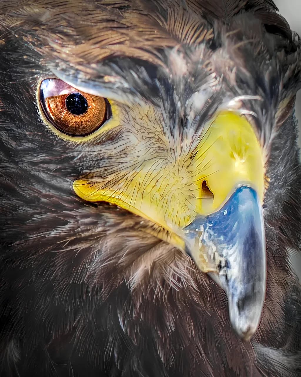 Majestic Gaze: A Close-Up Encounter with a Golden Eagle's Intensity