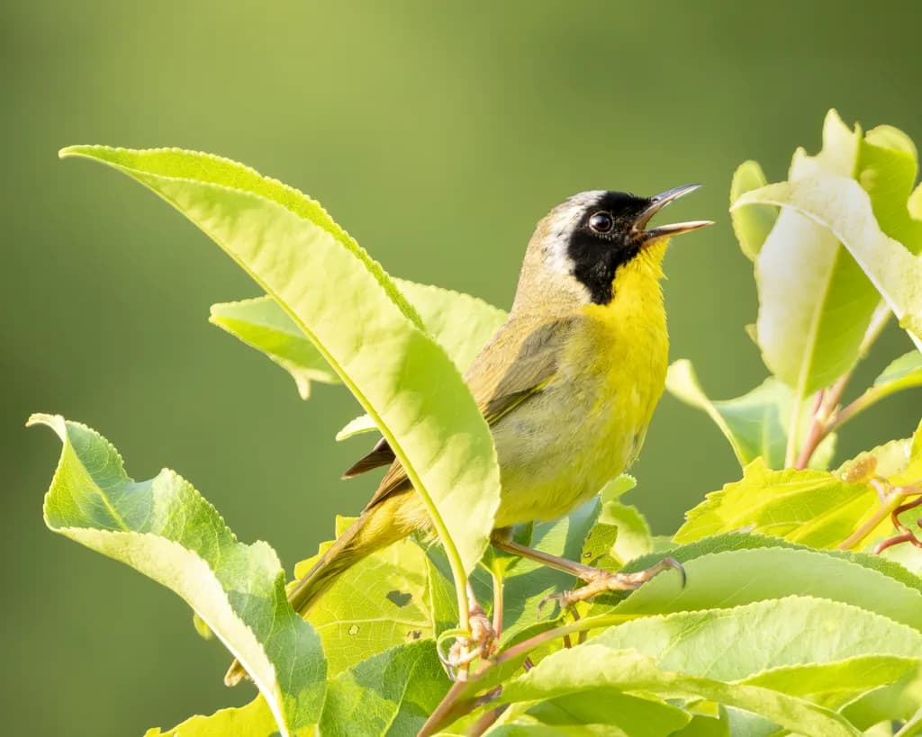 Singing in the Sun: A Close Encounter with a Common Yellowthroat in Nature's Embrace