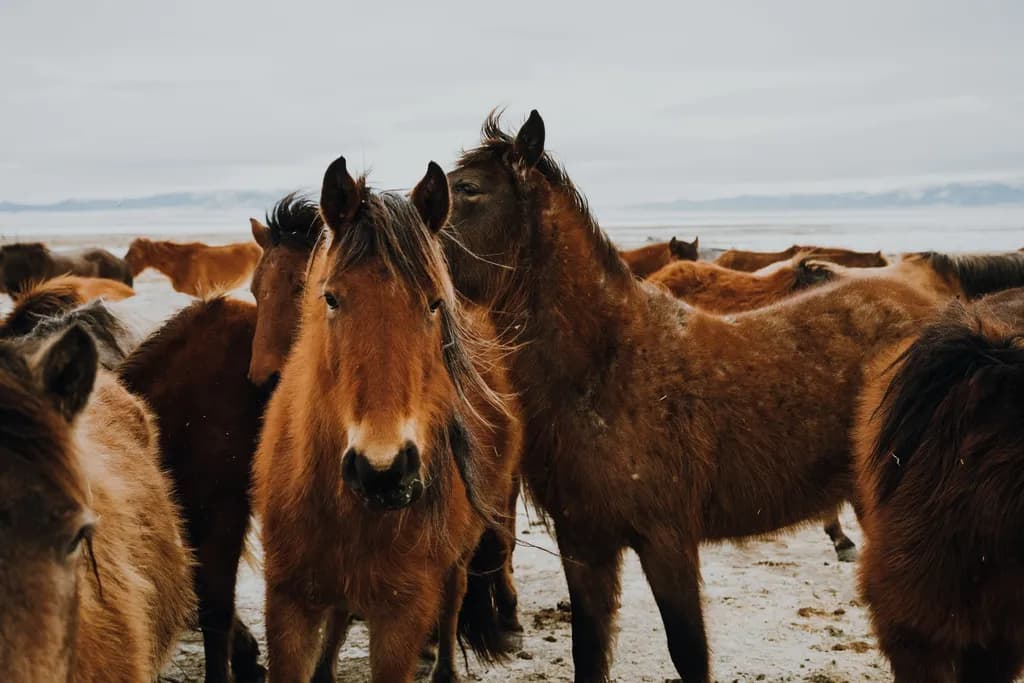 Wild Harmony: A Herd of Freedom in Nature's Embrace