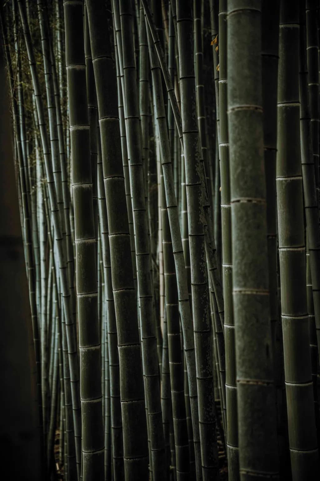 Whispers of Bamboo: A Serene Journey Through Nature's Green Giants
