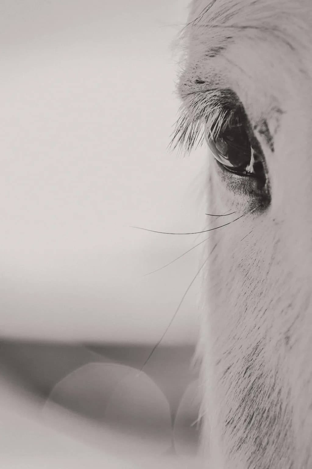 Whispers of the Soul: A Close-Up of Equine Elegance in Monochrome