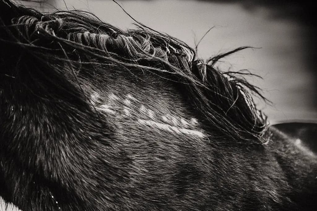 Whispers of the Wild: A Close-Up Study of Horse Fur Texture in Monochrome Elegance