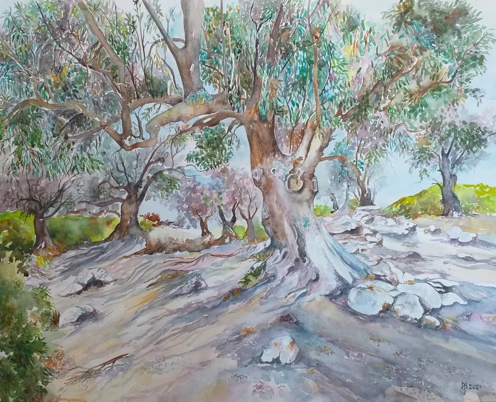 Old Olive Trees