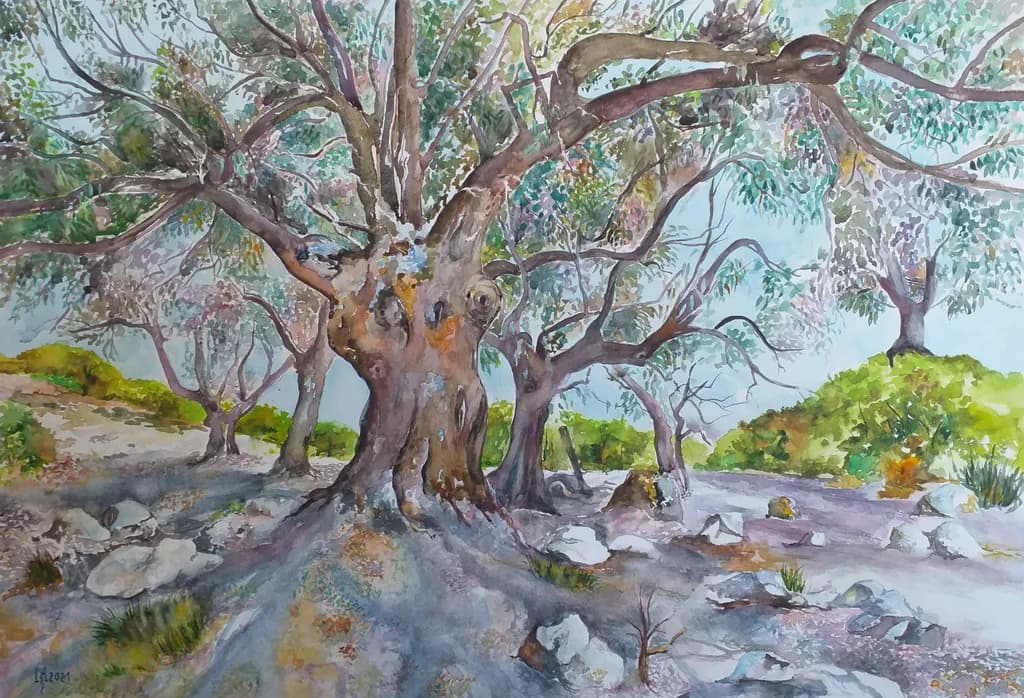 Old Olive Trees