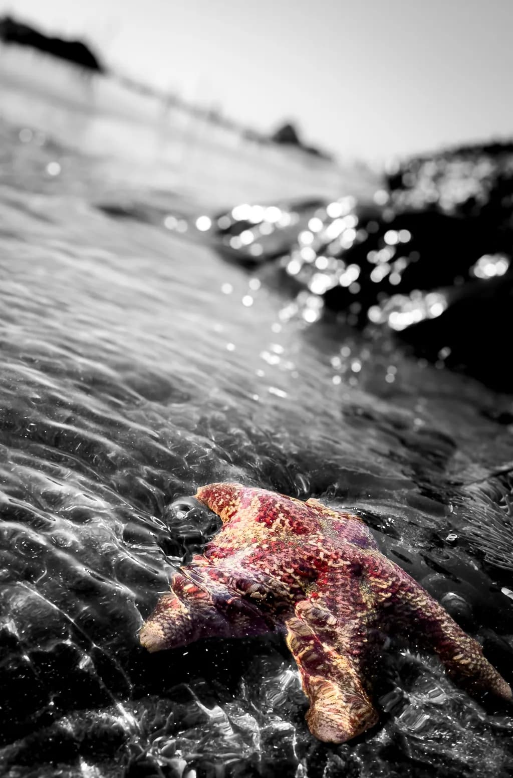 Crimson Tide Starfish