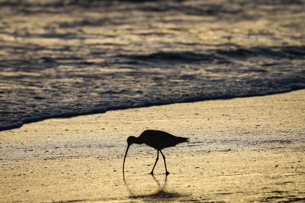 Golden Shore Silhouette