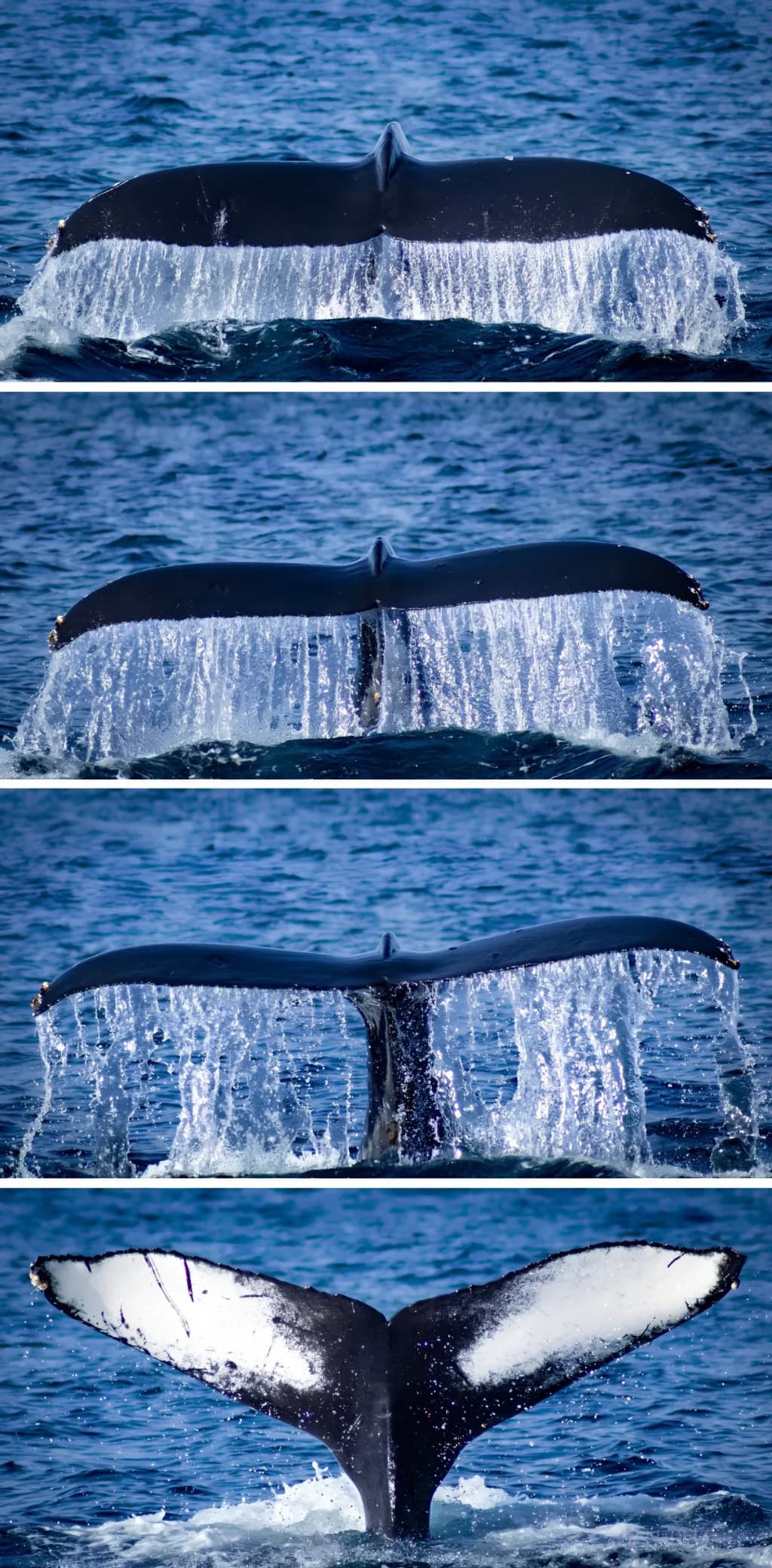 Diving Fluke Cascade