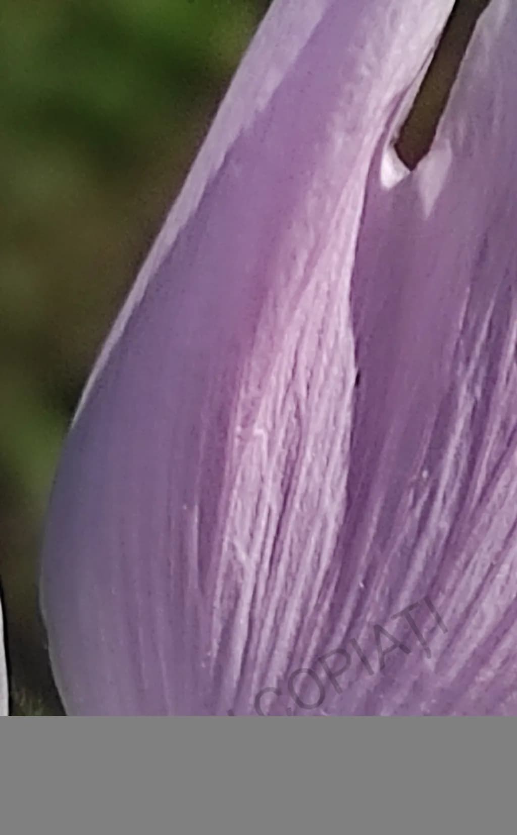 Purple Petal Close-up