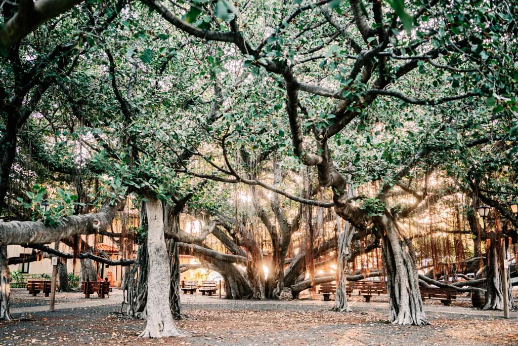 Whispers of the Ancient Grove: A Serene Encounter with Nature's Majesty