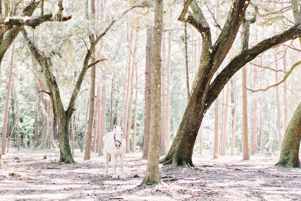 Whispers of the Forest: A Serene Encounter with Nature's Grace