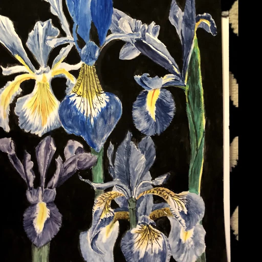 Midnight Irises