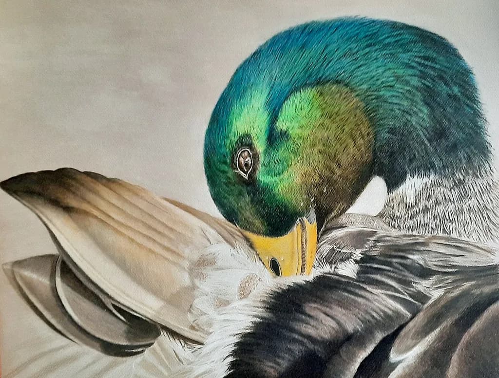 Vibrant Serenity: A Close-Up of a Colorful Duck in Nature's Embrace