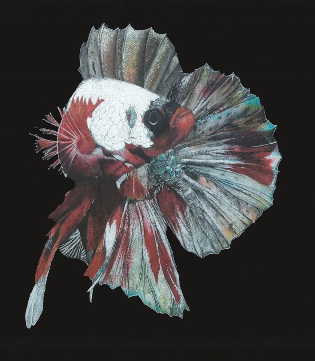 Vibrant Elegance: The Majestic Betta Fish in Motion