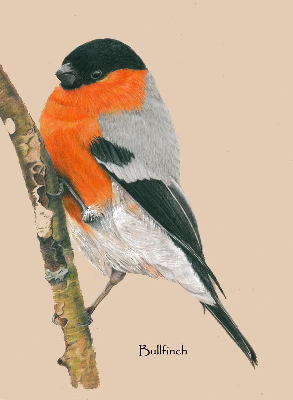 Vibrant Bullfinch: A Captivating Portrait of Nature's Beauty