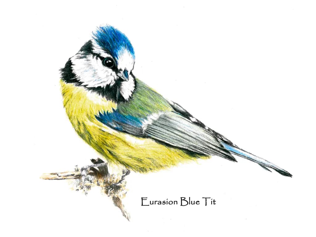 Eurasian Blue Tit: A Vibrant Celebration of Nature's Colors