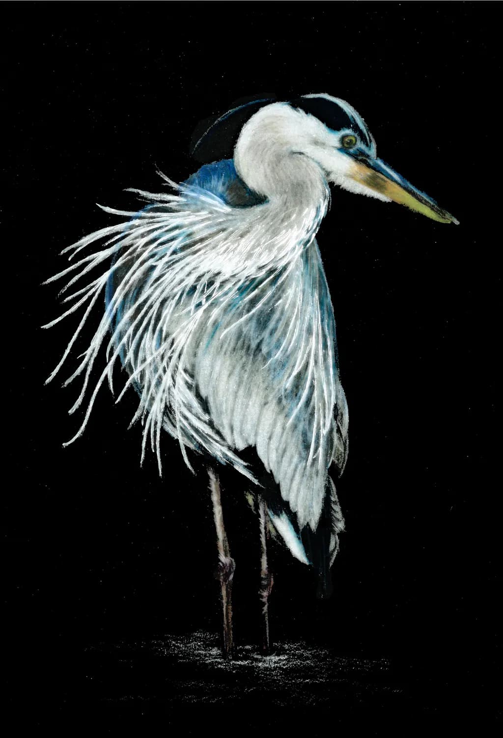 Elegant Heron in Midnight Hues: A Captivating Study of Nature's Grace
