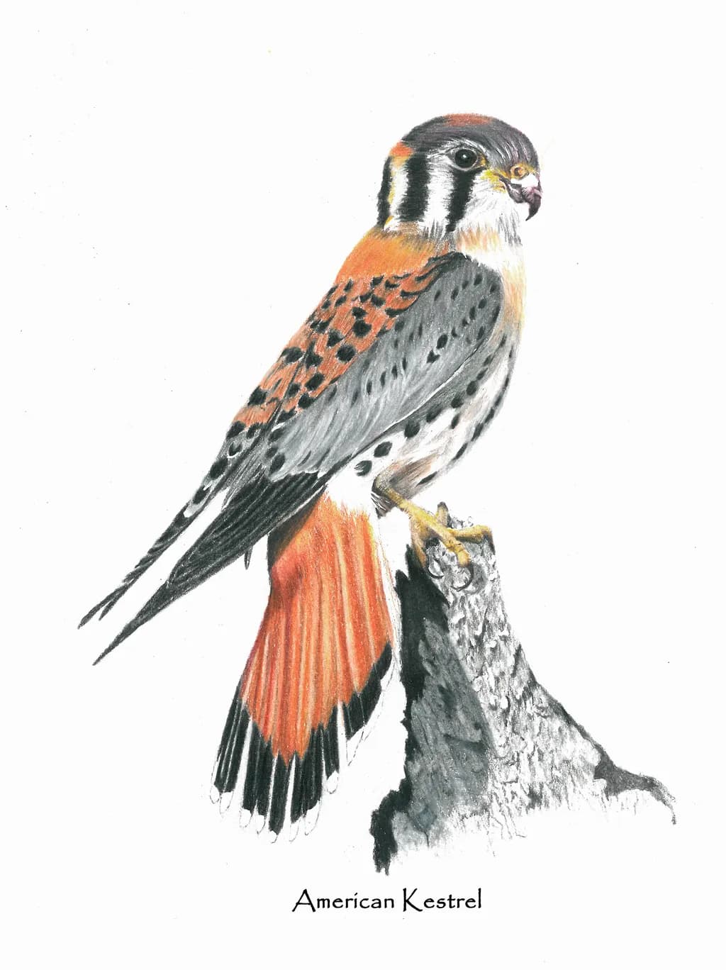 Vibrant Majesty: The American Kestrel in Nature's Palette
