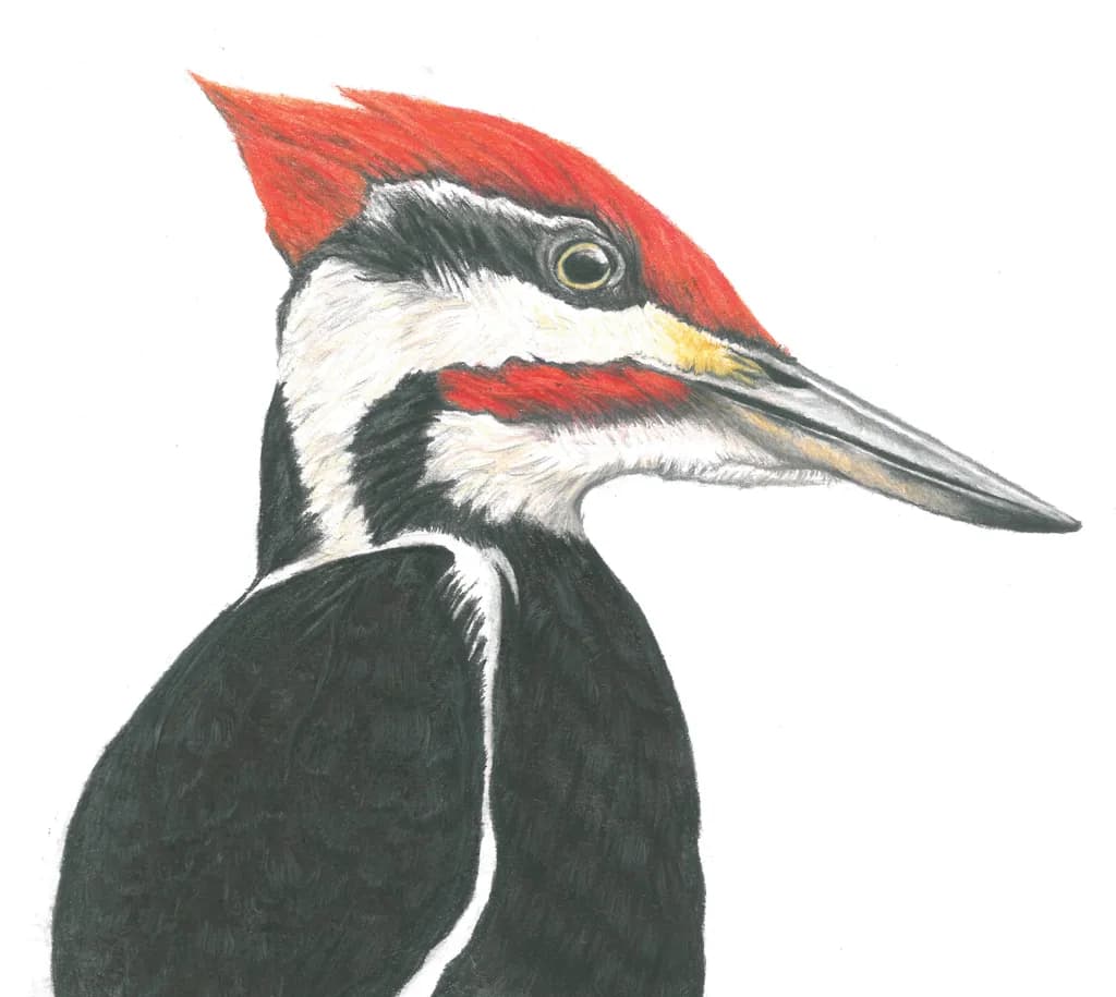 Majestic Woodpecker: A Vibrant Portrait of Nature's Artisan