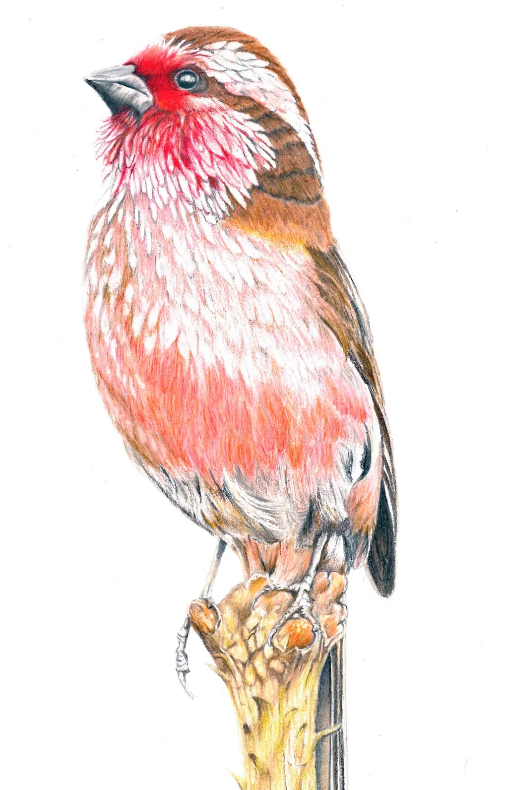 Vibrant Harmony: A Portrait of Nature's Feathered Beauty