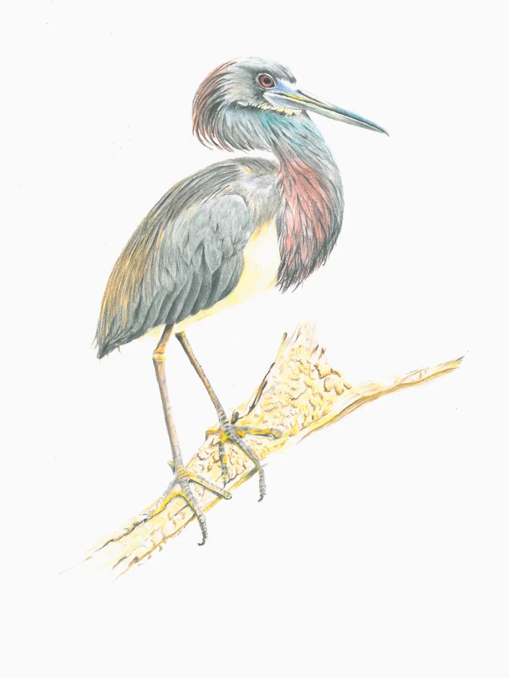 Elegant Heron Perched: A Vibrant Study of Nature's Grace