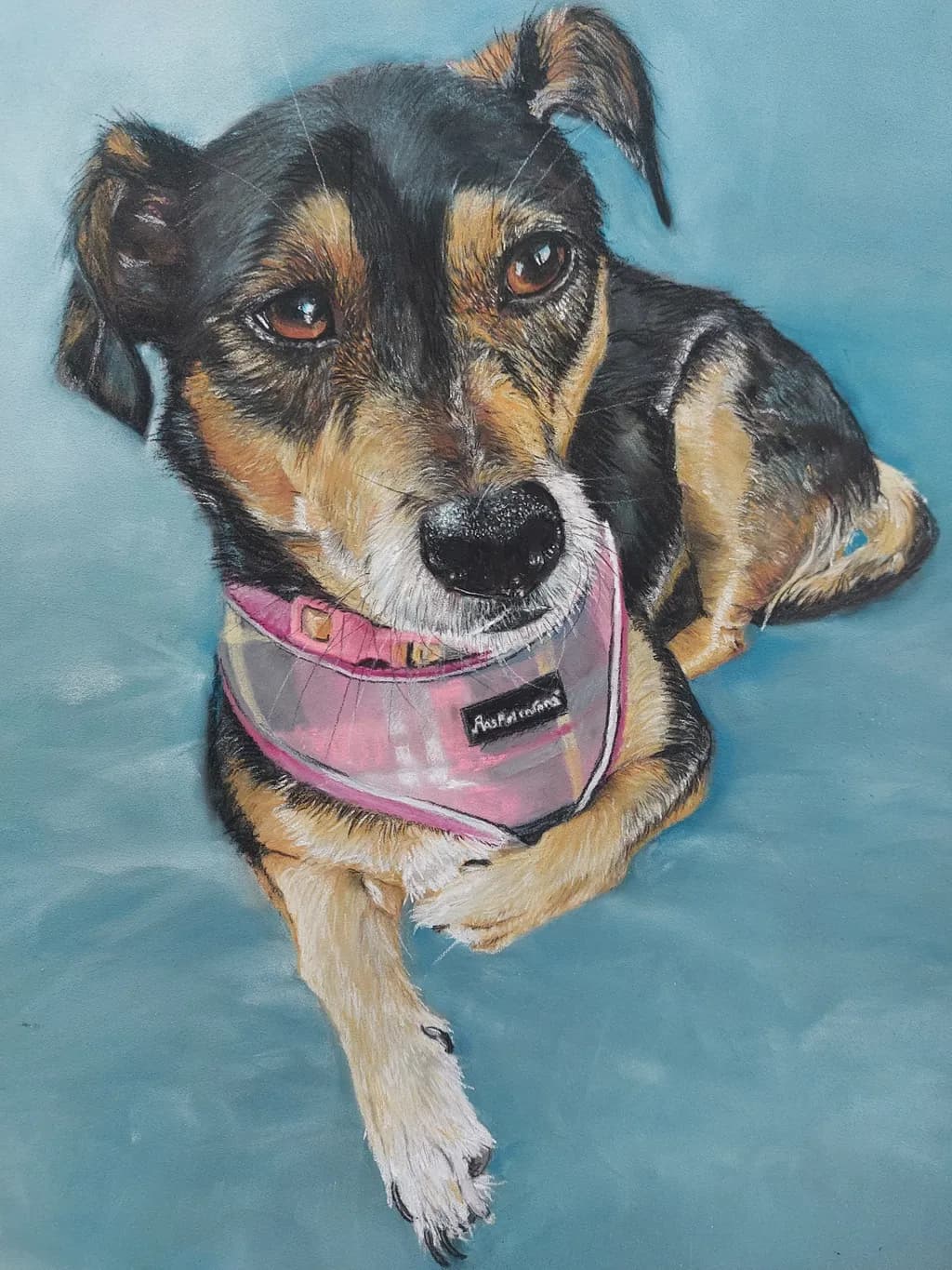 Pink-Collared Dog