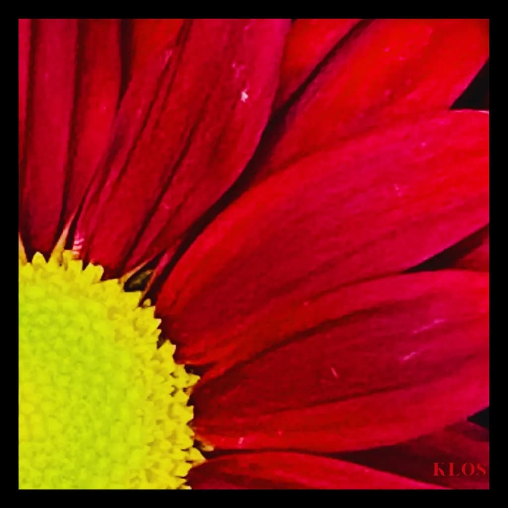 Vibrant Resilience: A Floral Embrace of Hope and Healing