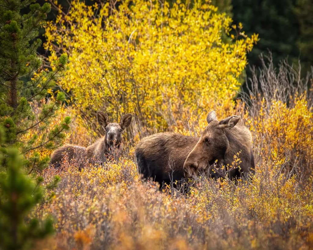 Whispers of Autumn: A Serene Encounter with Moose in Golden Foliage