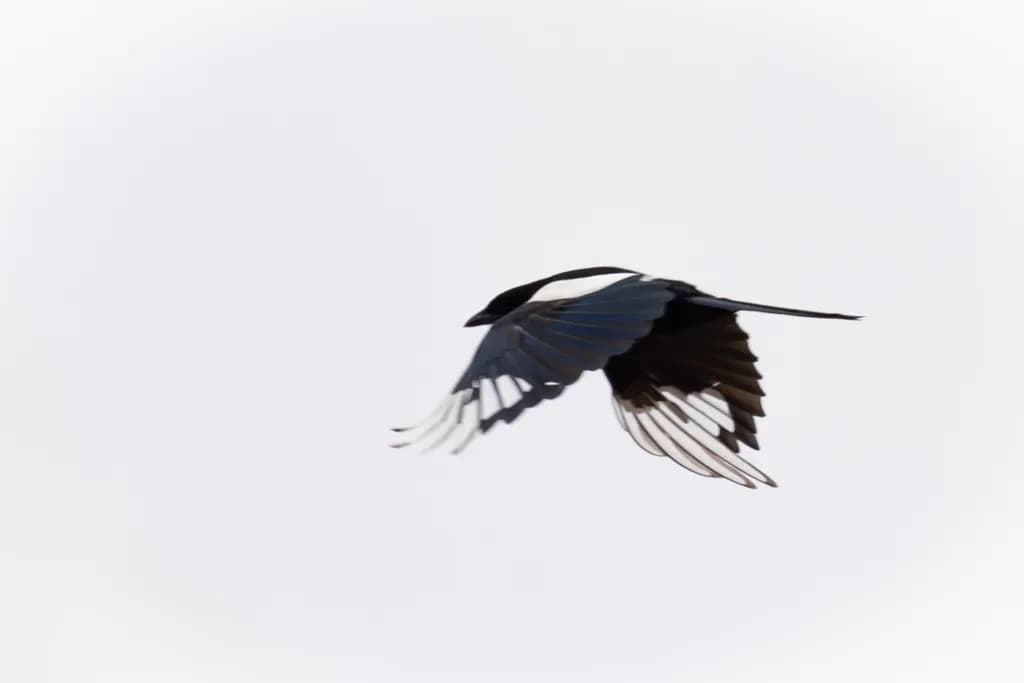 Whispers of Flight: A Magpie's Dance in the Sky