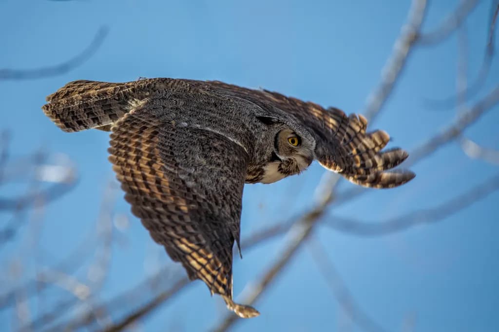 Soaring Wisdom: The Majestic Flight of the Great Horned Owl