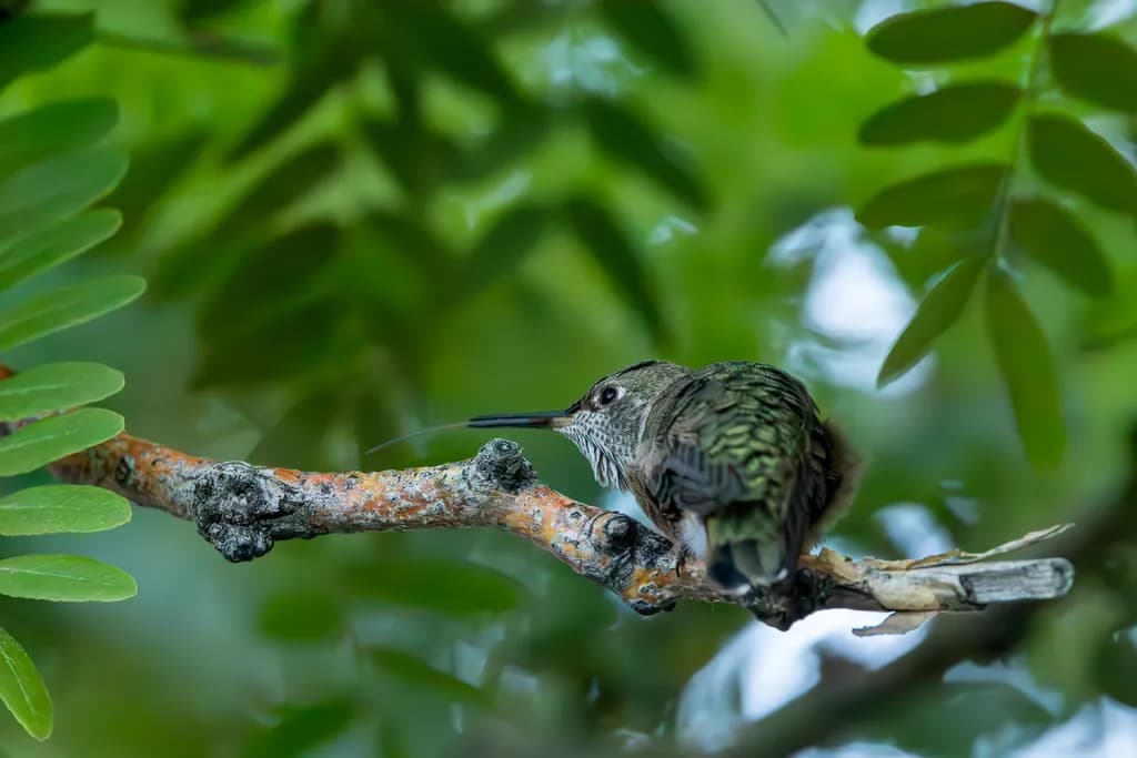 Whispers of Nature: A Hummingbird's Serenity on a Branch Amidst Lush Greenery