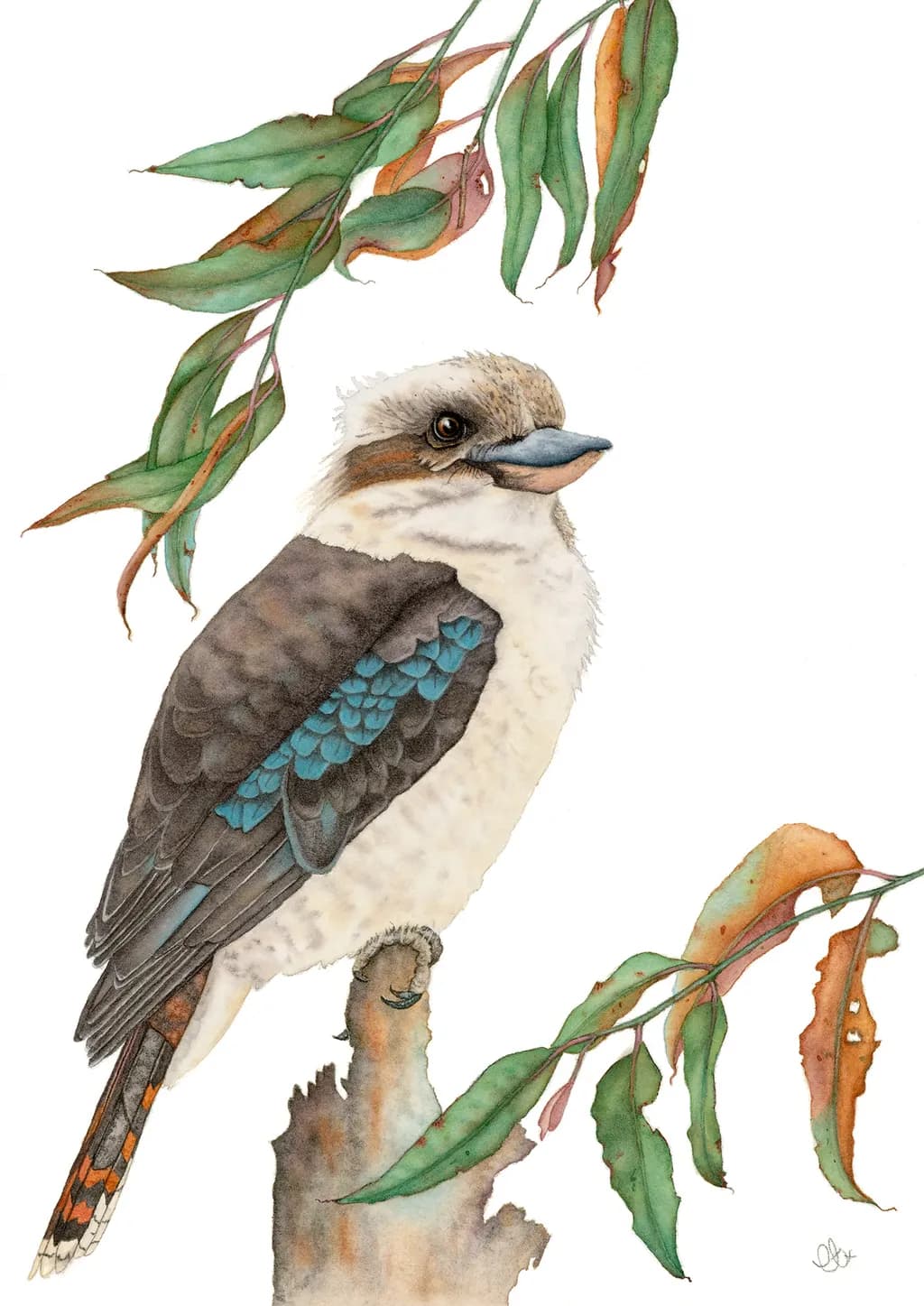 Kookaburra Perch