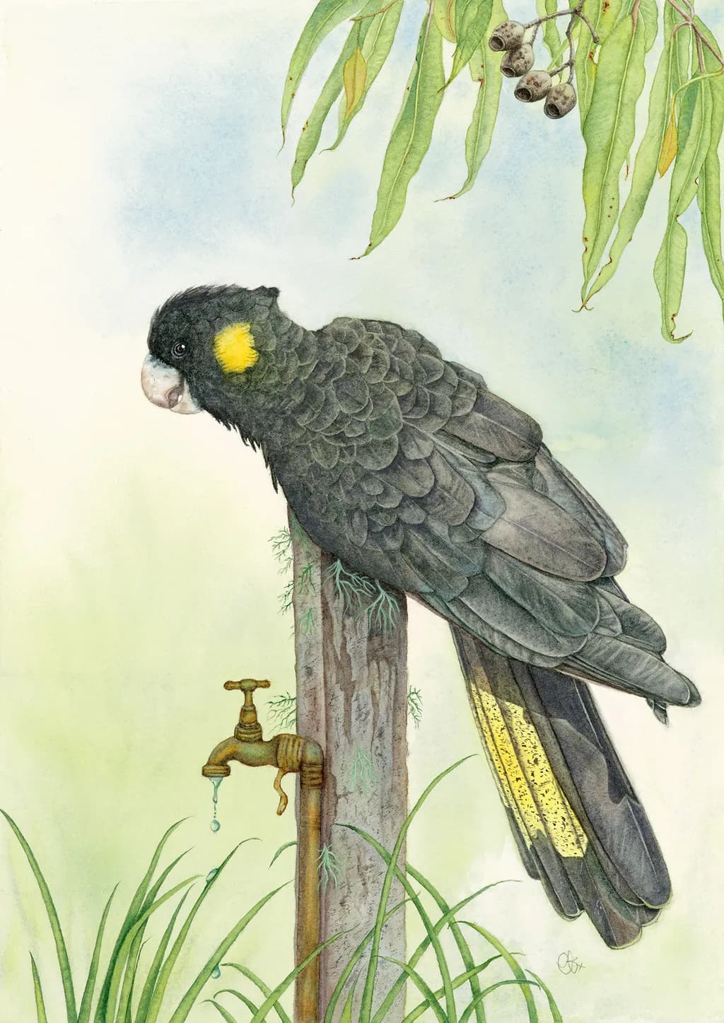 Yellow-tailed Black Cockatoo
