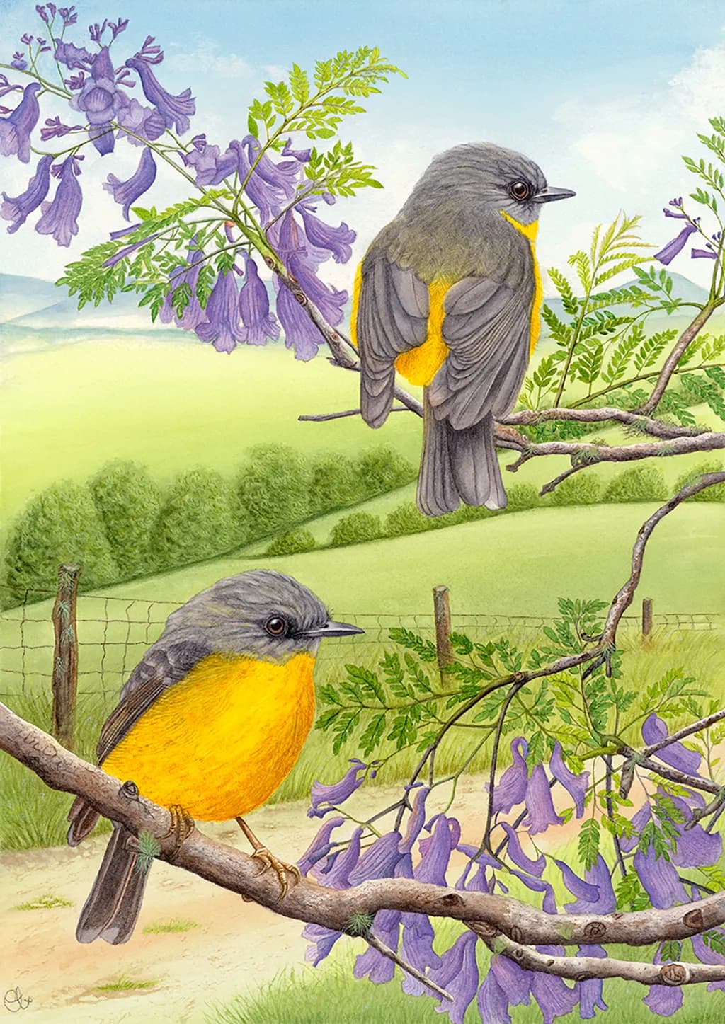 Yellow Robin Harmony