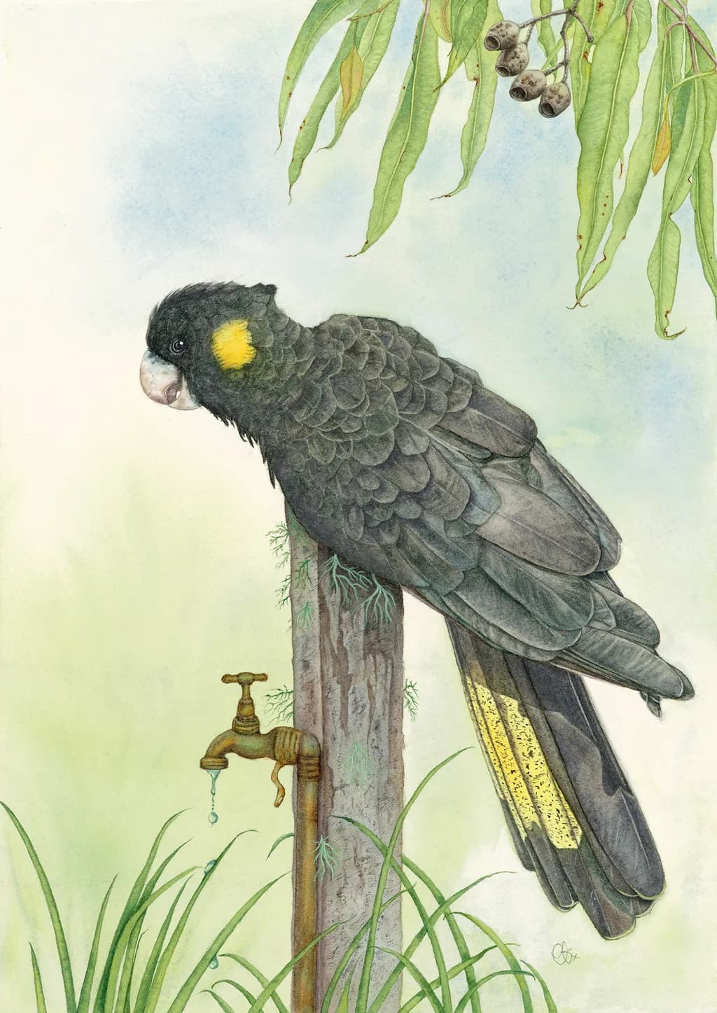 Yellow-tailed Black Cockatoo
