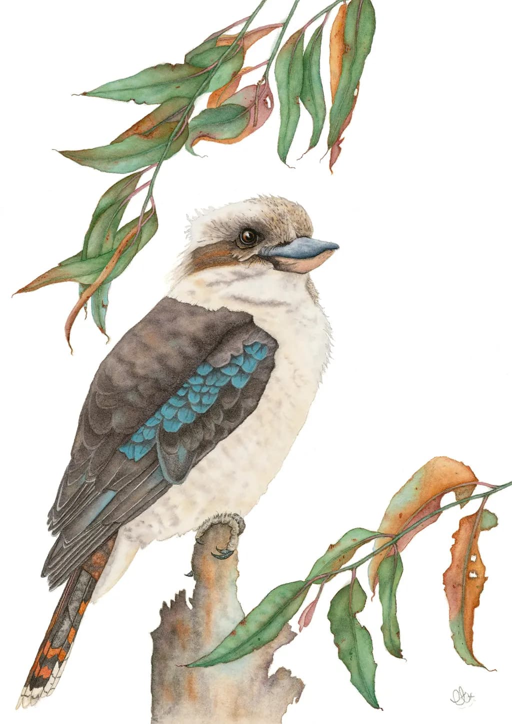 Kookaburra Perch