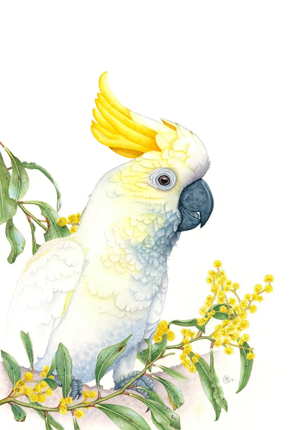 Sulphur-Crested Cockatoo