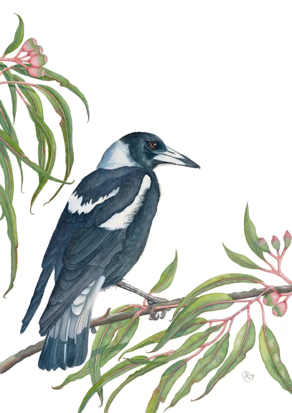 Magpie Competition