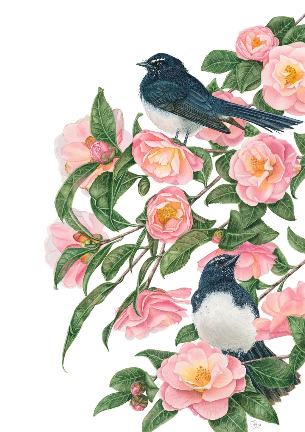 Willy Wagtails and Camellias