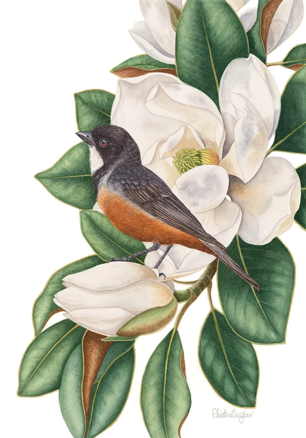 Magnolia Whistler