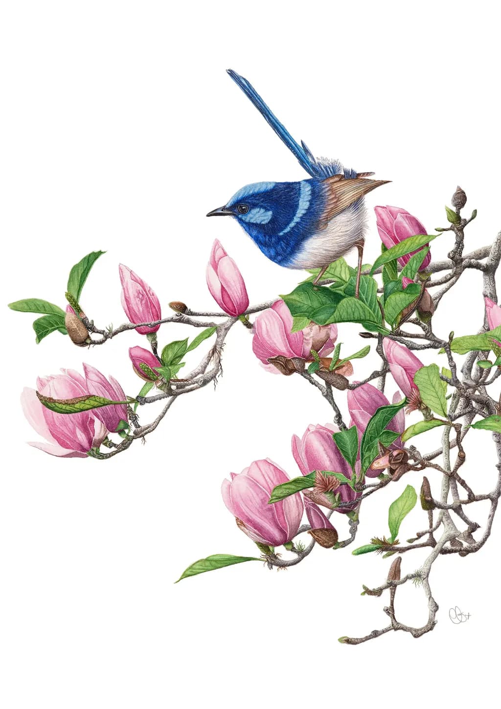 Vibrant Harmony: A Blue Bird Among Blossoming Magnolias