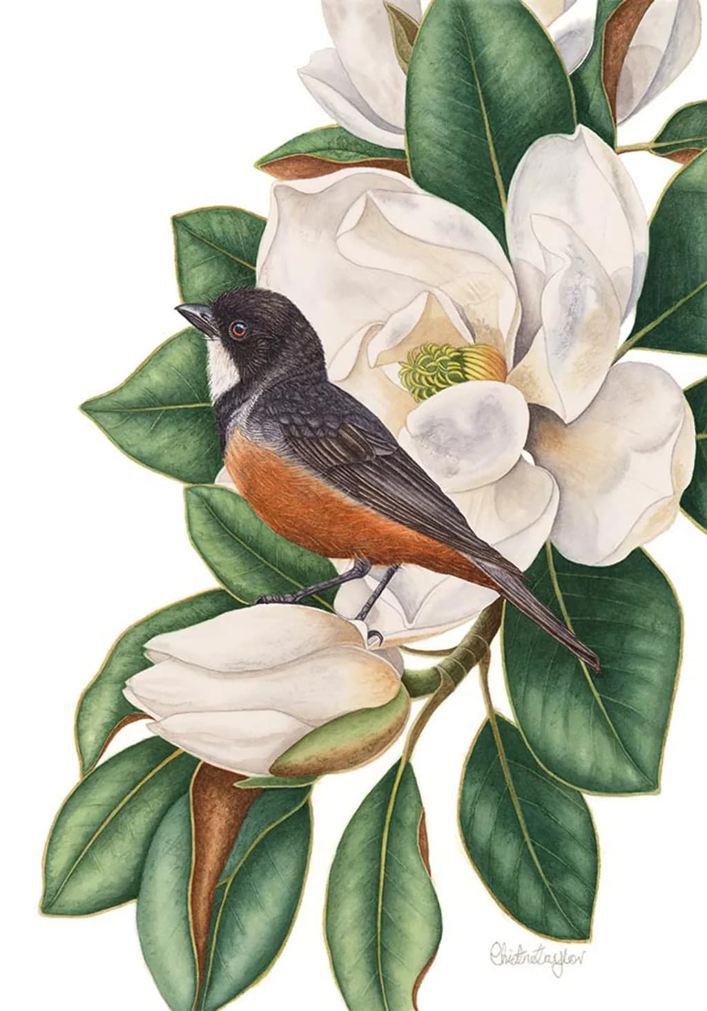 Magnolia Whistler