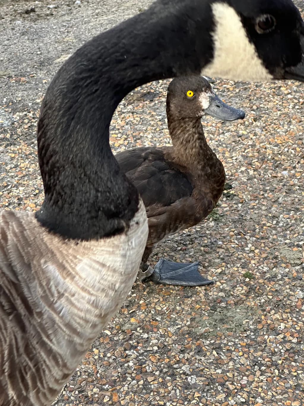 Whimsical Waterfowl Encounter: A Dance of Nature's Feathers and Curves