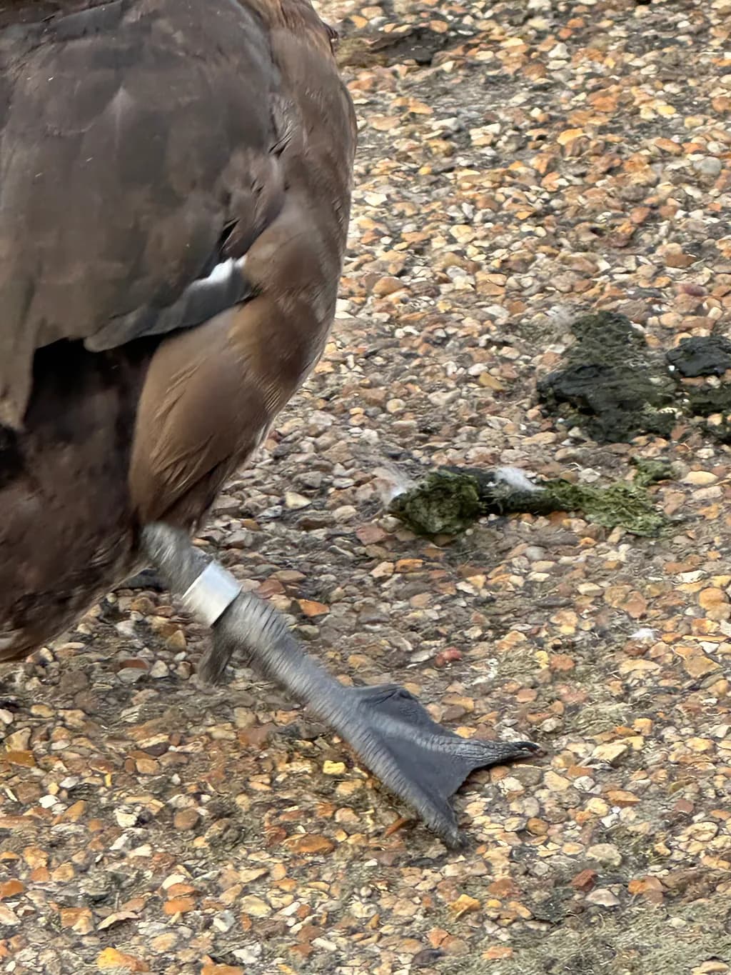 Whispers of Nature: The Resilient Footprint of a Waterfowl