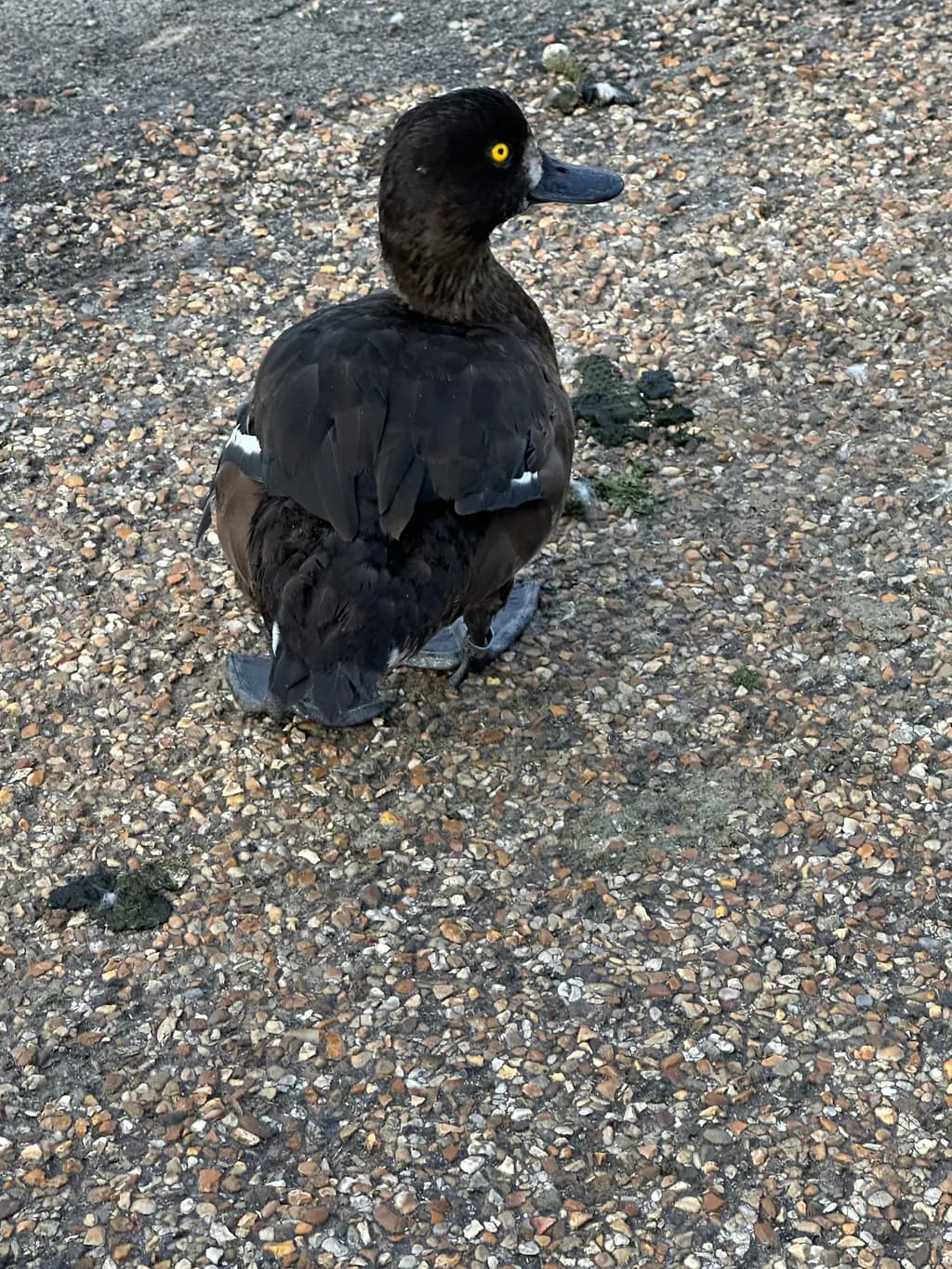 Mystical Black Duck: A Glimpse into Nature's Elegance