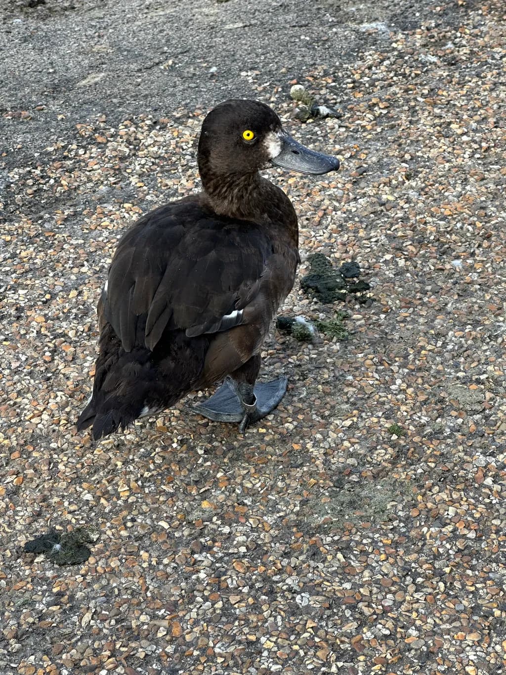 Whimsical Waterfowl: The Enigmatic Charm of a Black Duck on Pebbled Pathways