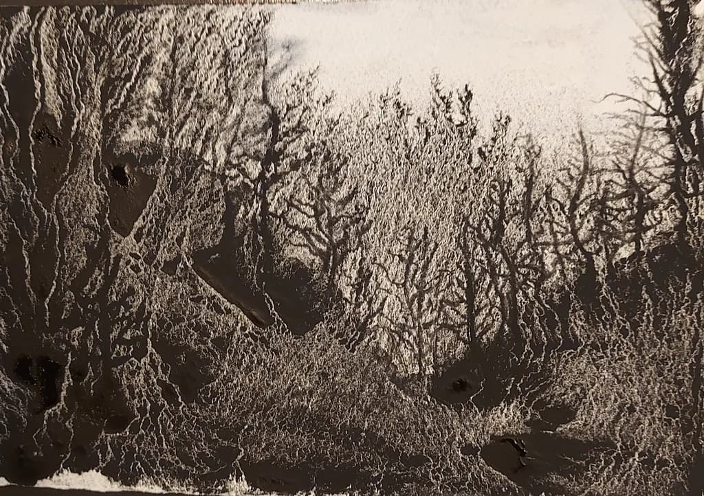 Veil of Branches
