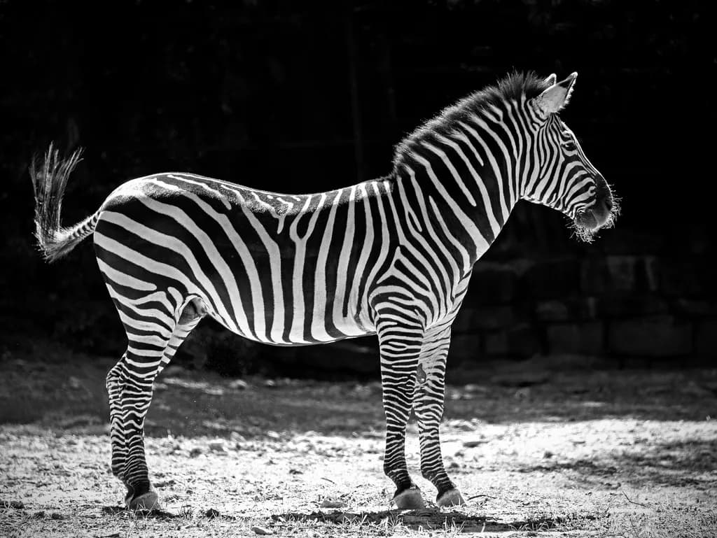 Striking Elegance: A Black and White Profile of a Majestic Zebra
