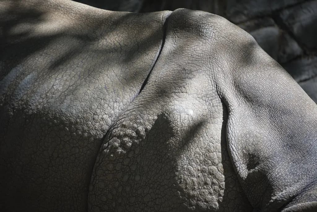 Whispers of the Wild: The Textured Elegance of a Rhino's Hide