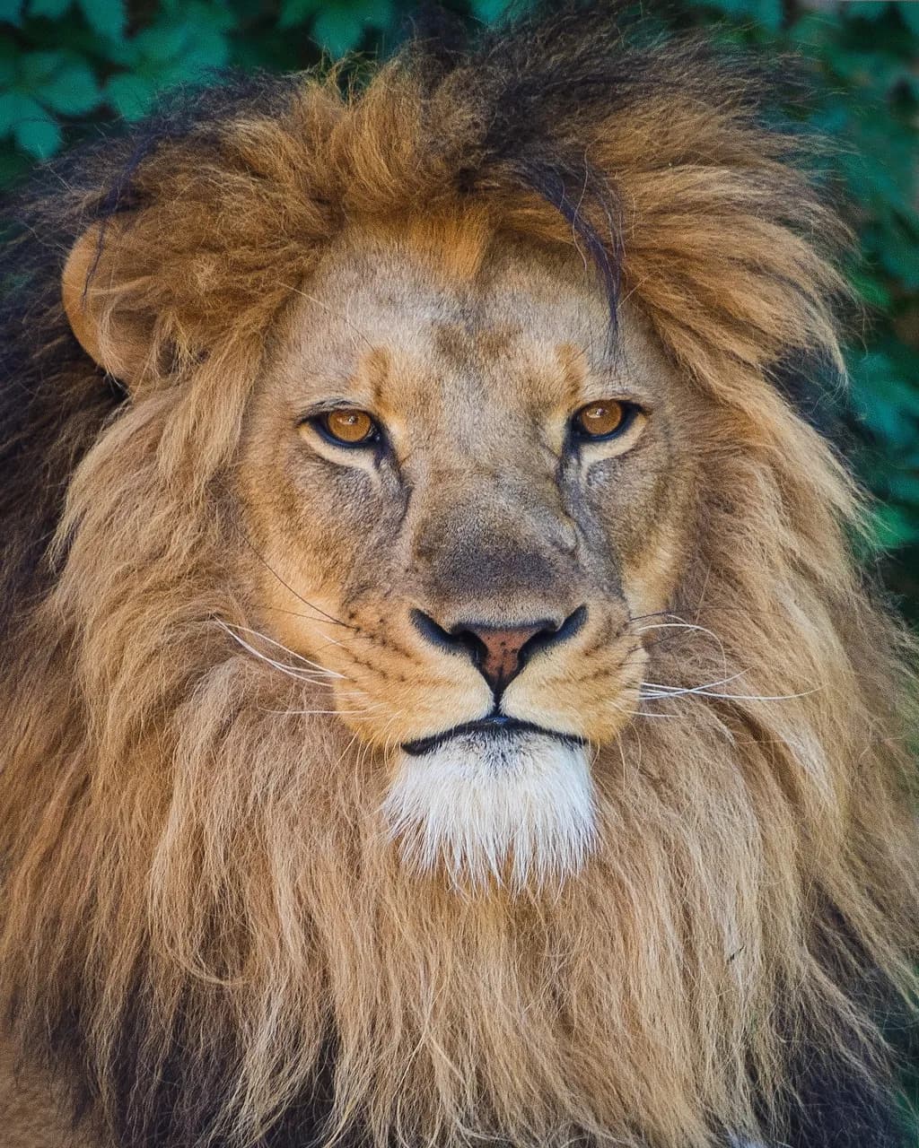 Majestic Gaze: The Regal Lion in Nature's Embrace