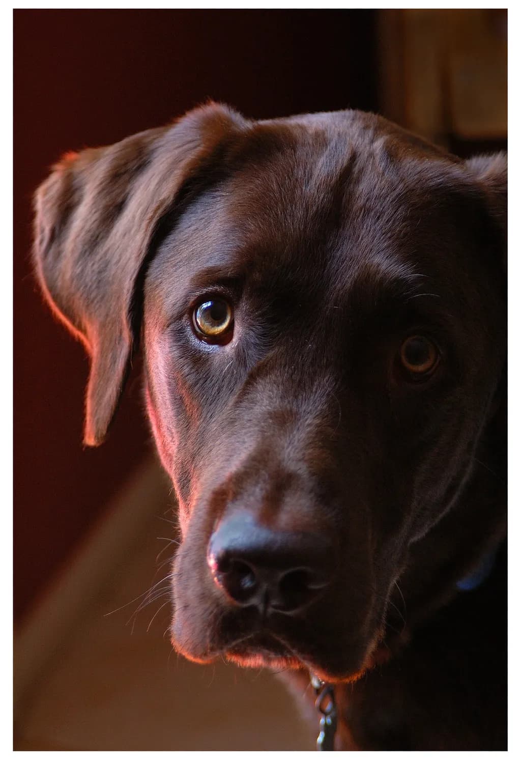 Whispers of Loyalty: A Captivating Portrait of a Chocolate Lab